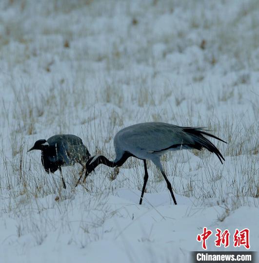 在若爾蓋濕地的蓑羽鶴?！∪魏吻?攝