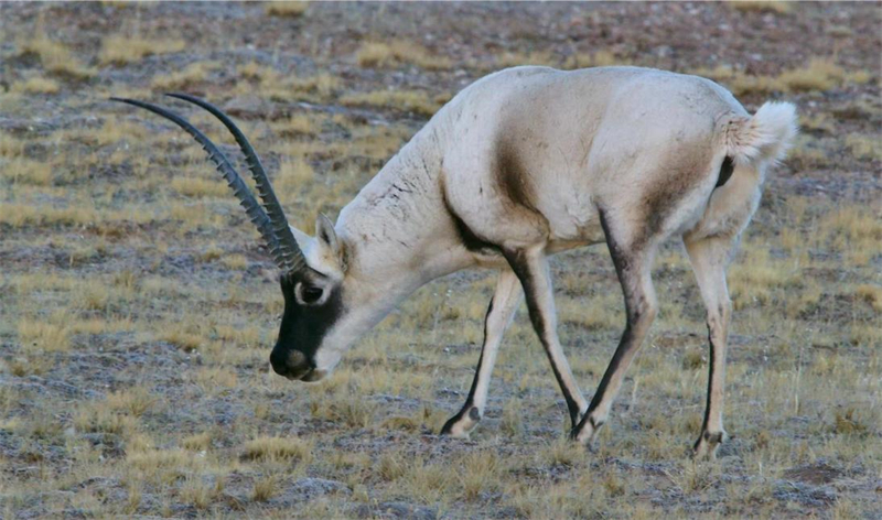 藏羚羊。圖片來源：農(nóng)牧民大自然攝影隊