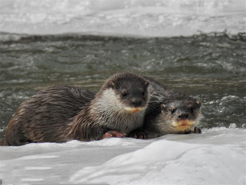 歐亞水獺。圖片來源：農(nóng)牧民大自然攝影隊