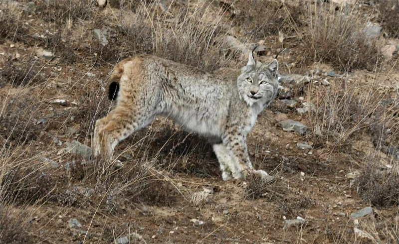 猞猁。圖片來源：農(nóng)牧民大自然攝影隊