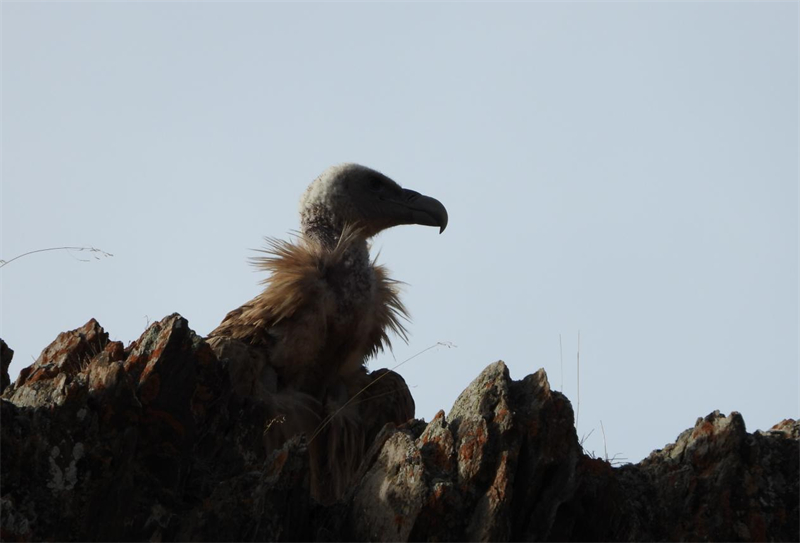 高原兀鷲。圖片來源：農(nóng)牧民大自然攝影隊