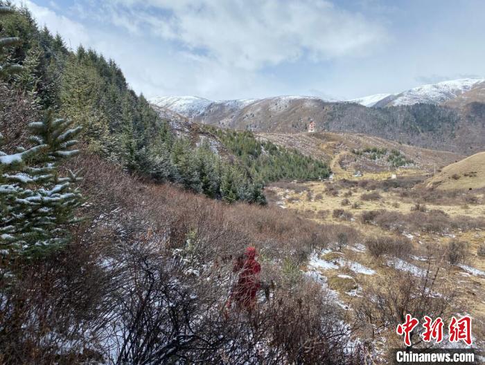 四川壤塘:六旬老人義務(wù)植樹32年給荒山披上“綠衣”