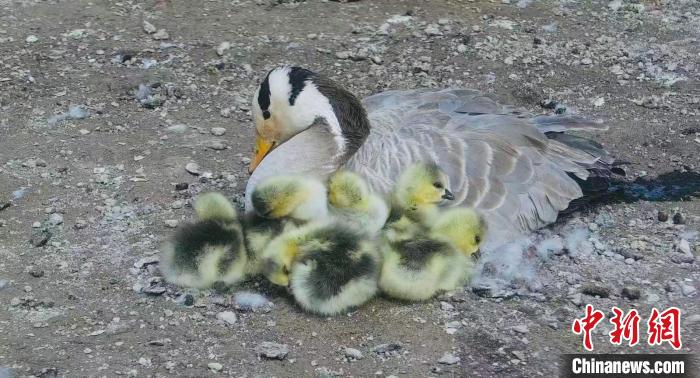 圖為斑頭雁母親和孩子們在一起?！【G色江河 供圖