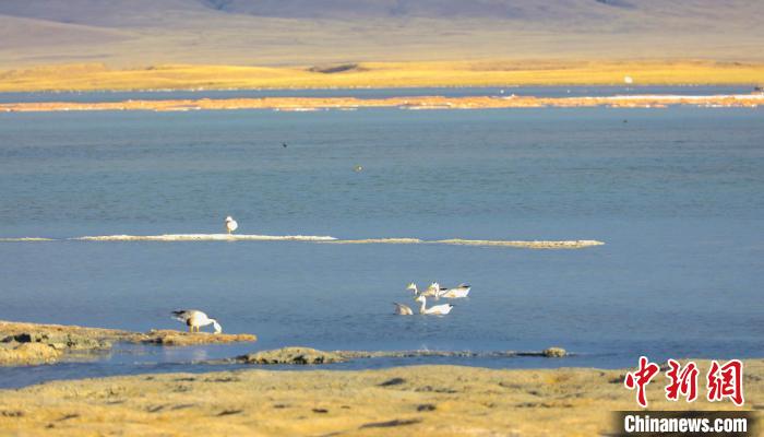 圖為斑頭雁在班德湖中休憩?！【G色江河 供圖