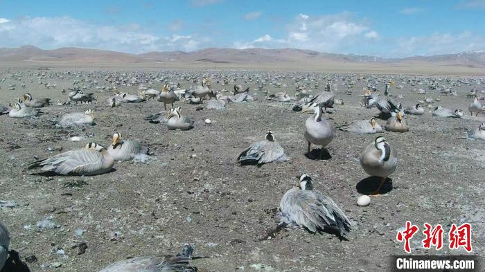 圖為斑頭雁在空地上孵蛋?！【G色江河 供圖