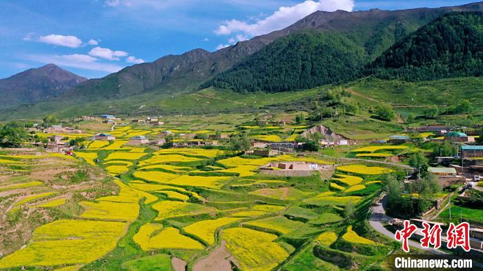 圖為加吾鄉(xiāng)的油菜花?！￡P(guān)卻才讓 攝