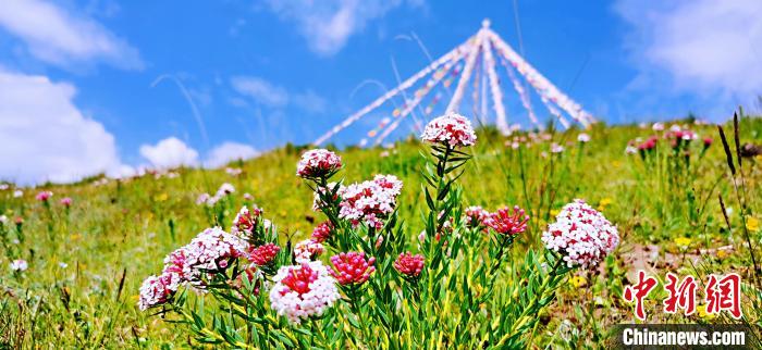 圖為草原一角?！?韓麗 　攝