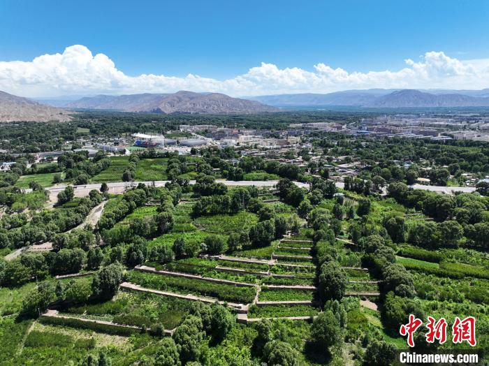 航拍貴德縣黃河岸畔綠意盎然?！●R銘言 攝