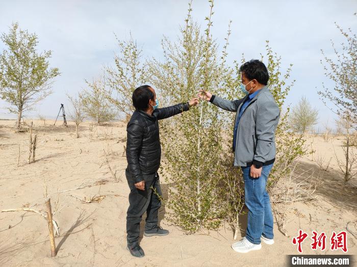 柴達(dá)木盆地的護(hù)林員：守護(hù)，只為那一片綠