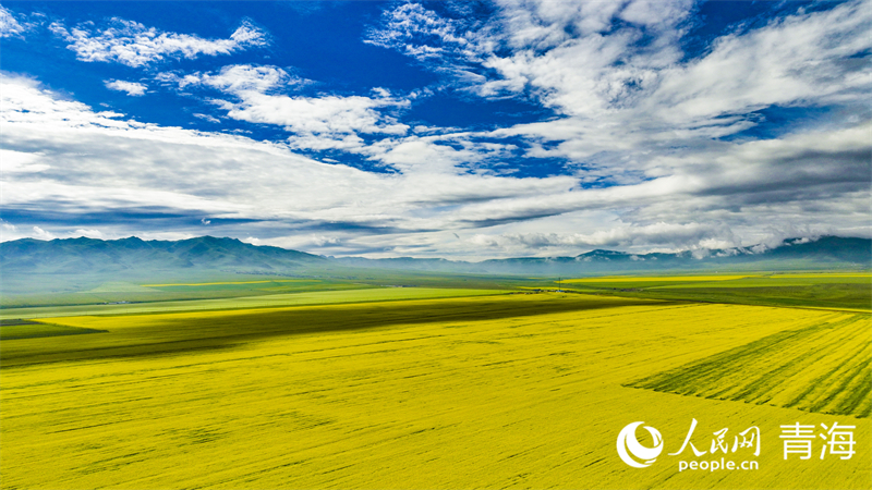 油菜花海。人民網(wǎng) 張皓芃攝