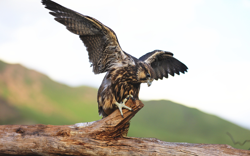 獵隼。江文江措攝