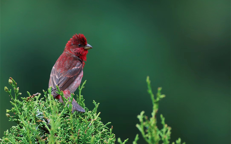 普通朱雀。江文江措攝