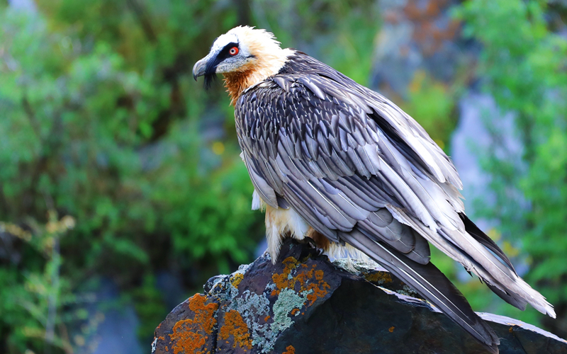 胡兀鷲。江文江措攝