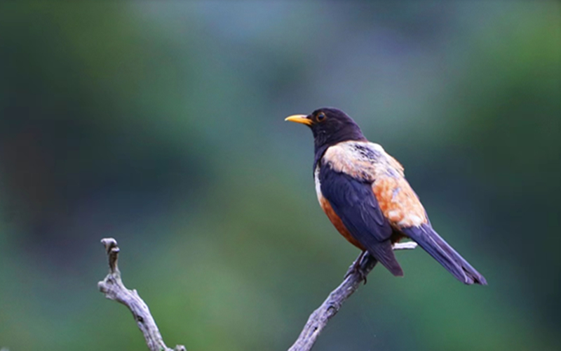 棕背黑頭鶇。江文江措攝