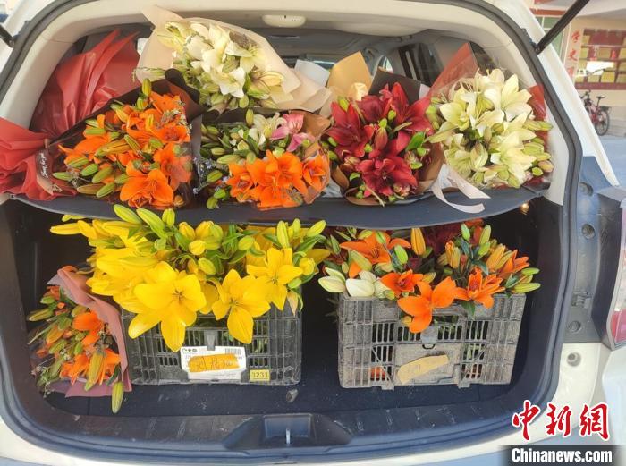 剛剛采摘下來的百合花。　壤塘縣委宣傳部供圖