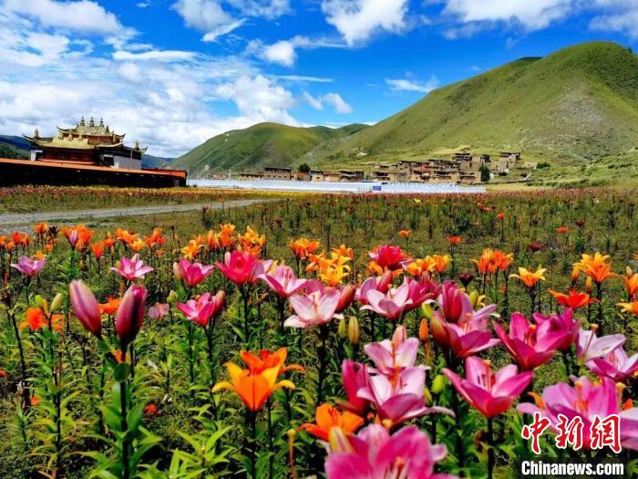 近百畝百合花競相開放，景色誘人?！∪捞量h委宣傳部供圖