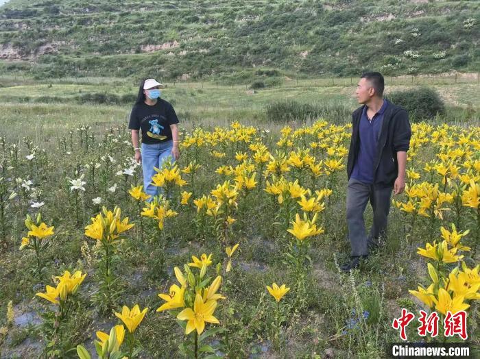 村民采摘百合花?！∪捞量h委宣傳部供圖