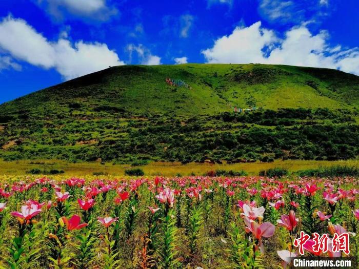 近百畝百合花競相開放，景色誘人?！∪捞量h委宣傳部供圖