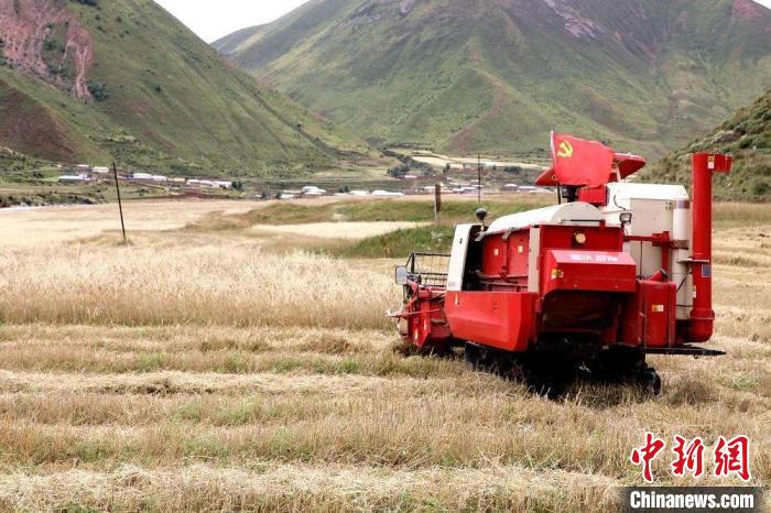 圖為秋收現(xiàn)場?！∮駱渲菸麄鞑抗﹫D