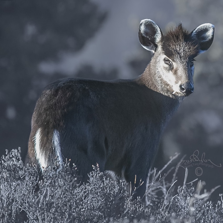 毛冠鹿。涼山州委宣傳部供圖