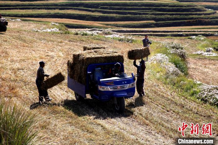 圖為飼草晾曬、打捆?！●R芝芬 攝