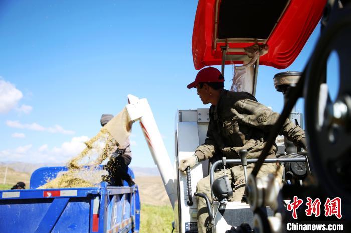 圖為飼草收割?！●R芝芬 攝