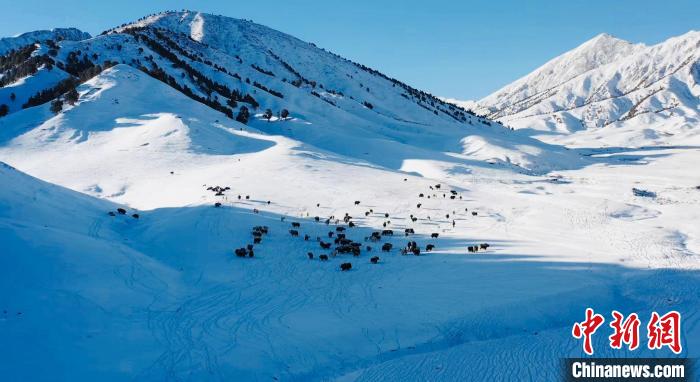圖為牦牛群在雪地里覓食?！《继m縣融媒體中心供圖