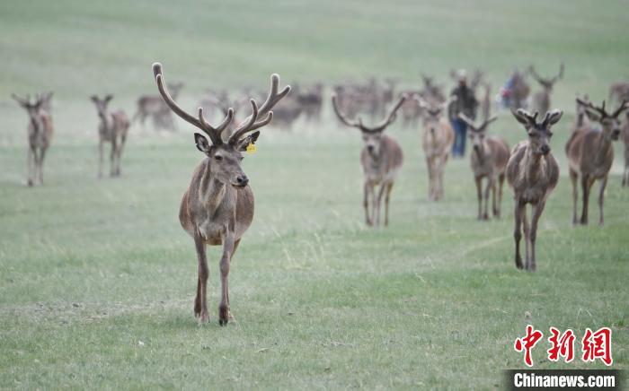 2022年夏日時節(jié)，甘肅張掖市肅南縣祁連山下的馬鹿養(yǎng)殖基地。(資料圖) 楊艷敏 攝
