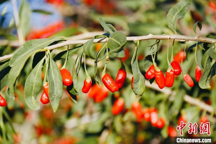 圖為柴達木盆地有機枸杞?！O睿 攝