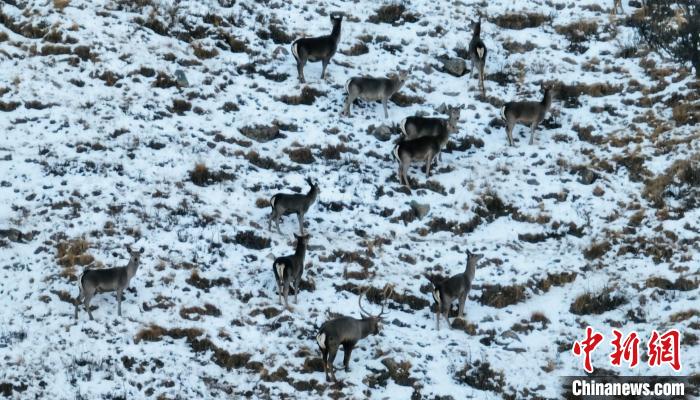 圖為巖羊和馬鹿集體覓食?！《继m縣融媒體中心 供圖