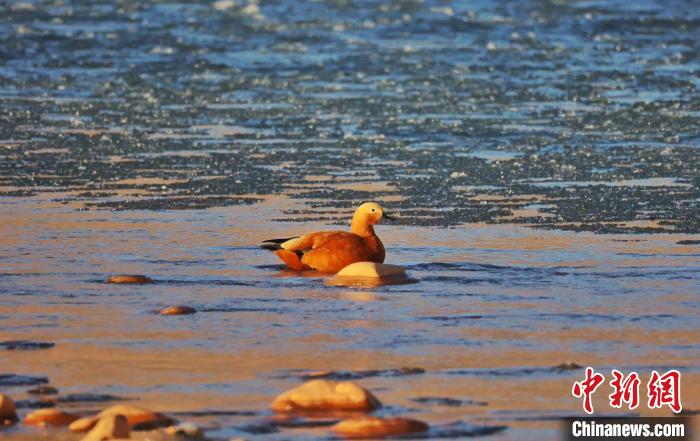 圖為赤麻鴨自在游曳?！“兹斩〔冀?攝