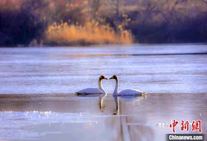 圖為天鵝在湖面嬉戲。　筱筱君 攝