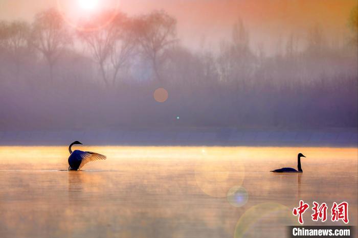 圖為天鵝在湖面嬉戲。　筱筱君 攝