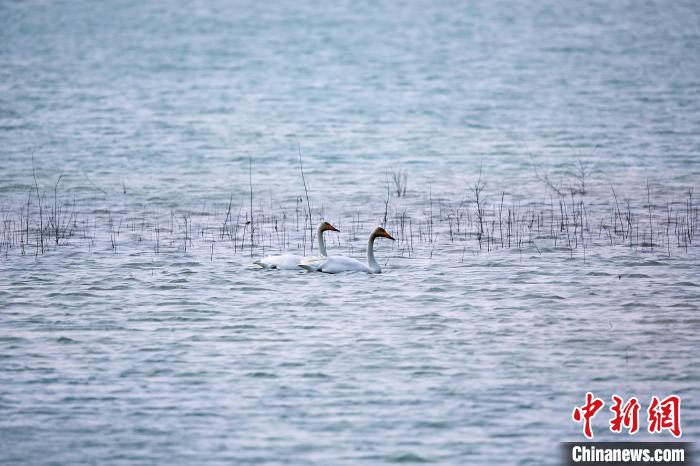 圖為天鵝在湖面嬉戲?！◇泱憔?攝