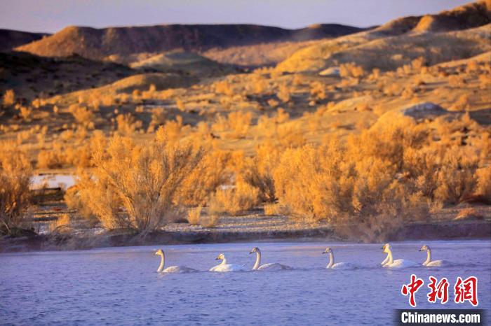 圖為黃河岸畔貴德縣迎來天鵝“做客”?！◇泱憔?攝