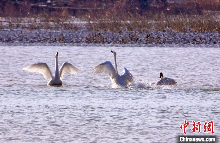圖為黃河岸畔貴德縣迎來天鵝“做客”?！◇泱憔?攝