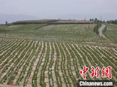 青海：涉農(nóng)領(lǐng)域多項(xiàng)研究成果獲殊榮