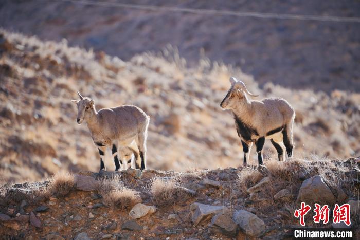 圖為都蘭縣境內(nèi)的野生動(dòng)物?！±?攝