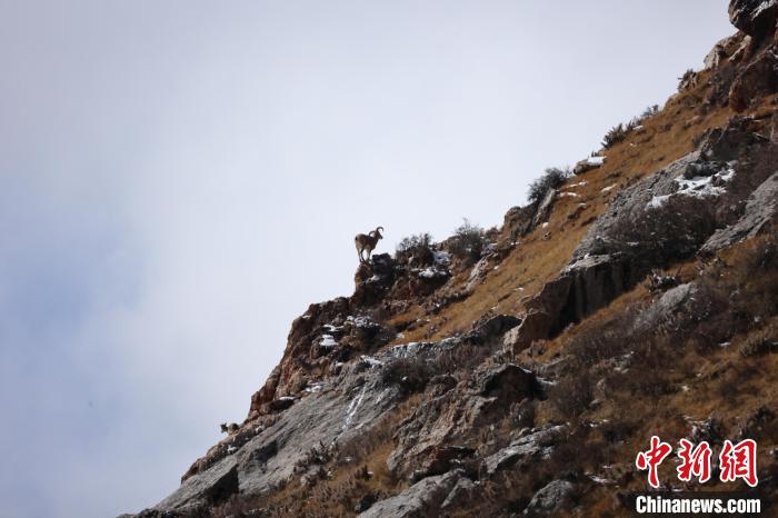 圖為在山崖上站立的巖羊?！“兹斩〔冀?攝
