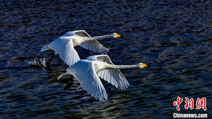 圖為兩只大天鵝?！黎?攝