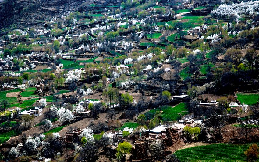 丹巴梨花綻放迎客來。丹巴縣委宣傳部供圖