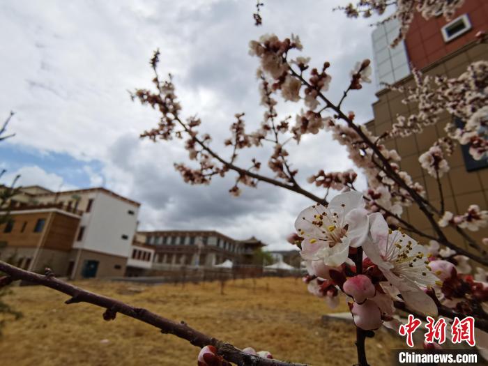 青海：初春遇降雪，百里不同“風(fēng)”