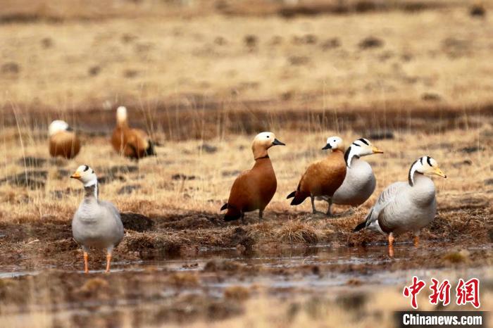圖為斑頭雁和赤麻鴨?！“?攝