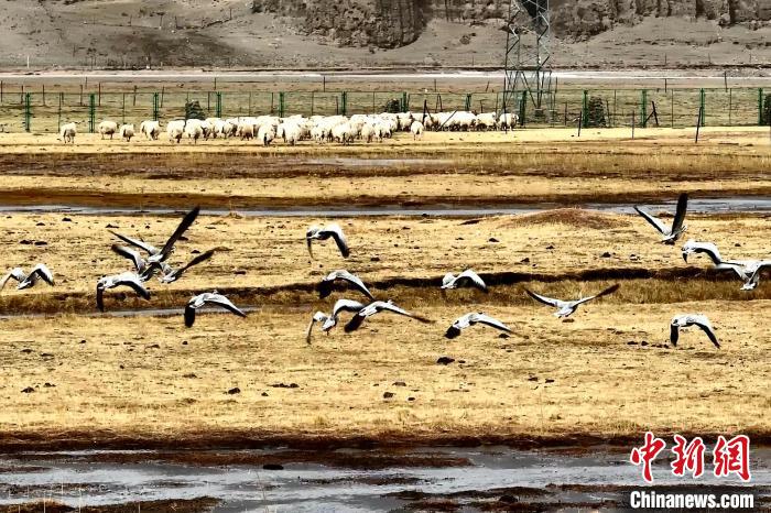 圖為斑頭雁在羊群邊飛翔?！“?攝