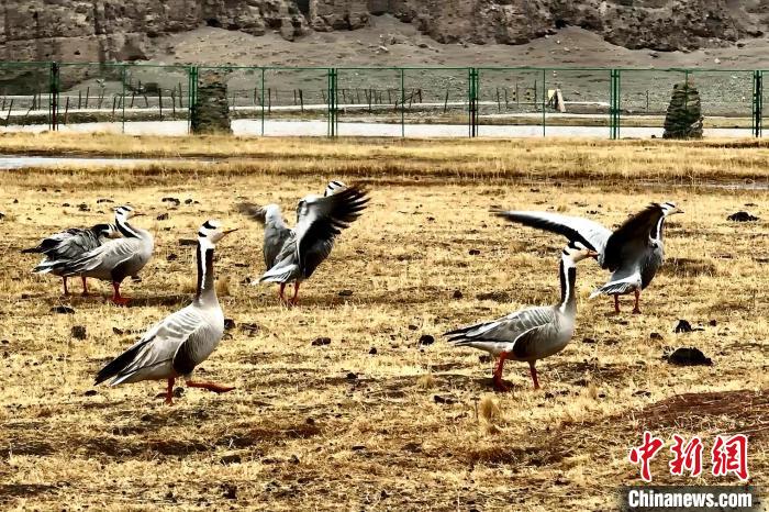 圖為斑頭雁?！“?攝