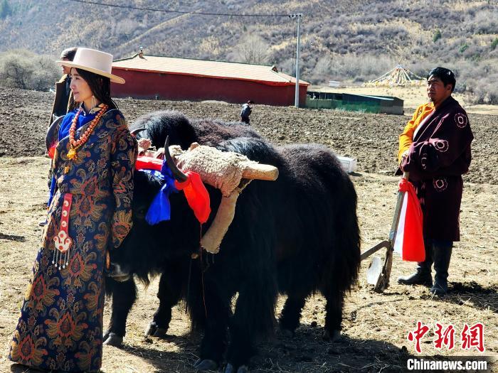 圖為藏族民眾牽著耕牛參加春耕儀式?！⊥觖惿?供圖