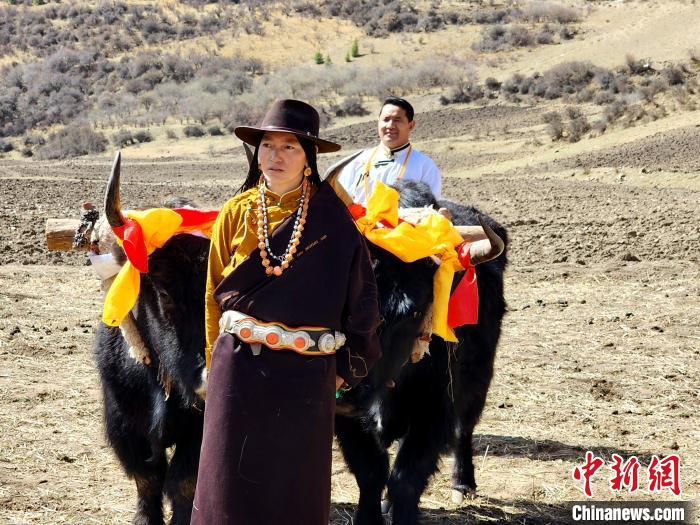 圖為藏族民眾牽著耕牛參加春耕儀式?！⊥觖惿?供圖