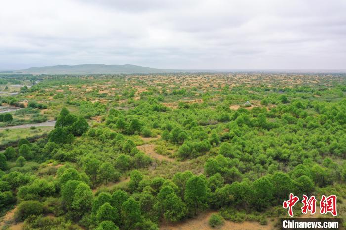 資料圖為航拍黃沙頭防沙治沙區(qū)植被?！∑钤鲚?攝