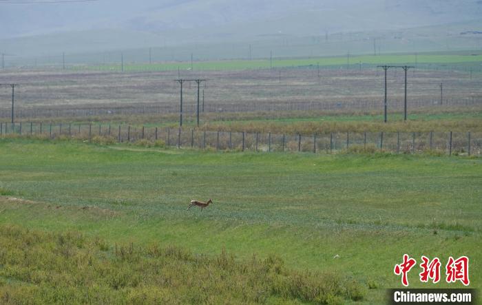 圖為一只普氏原羚在草場上奔跑?！●R銘言 攝