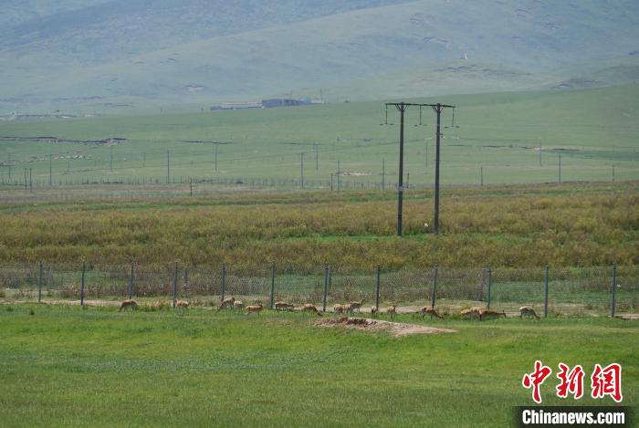 圖為成群普氏原羚在草場上愜意覓食，悠閑自在?！●R銘言 攝